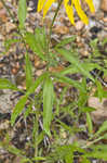 Pinnate prairie coneflower